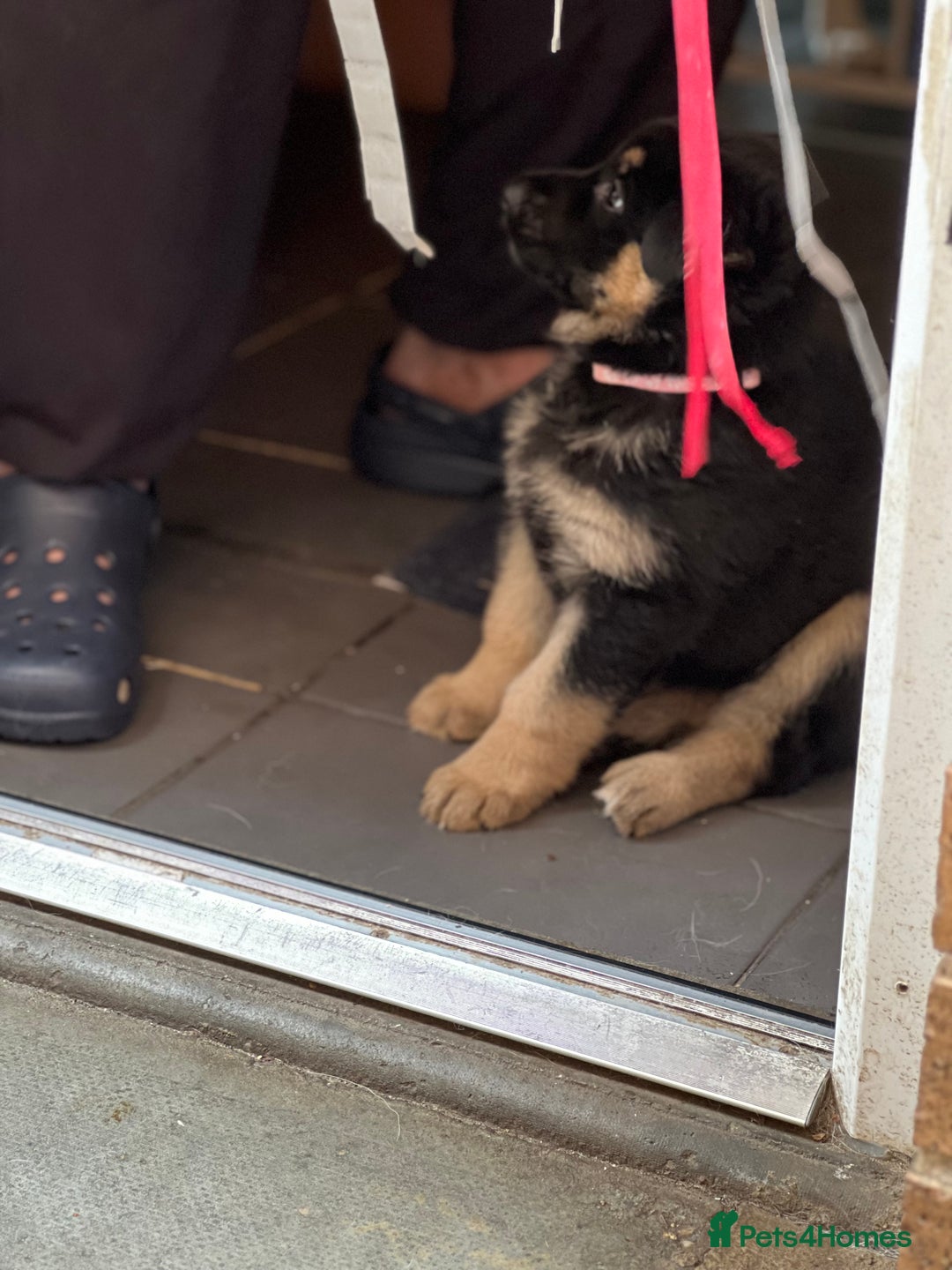 German Shepherd dogs for sale: REDUCED German shepherd puppies 8 was old - Advert 20