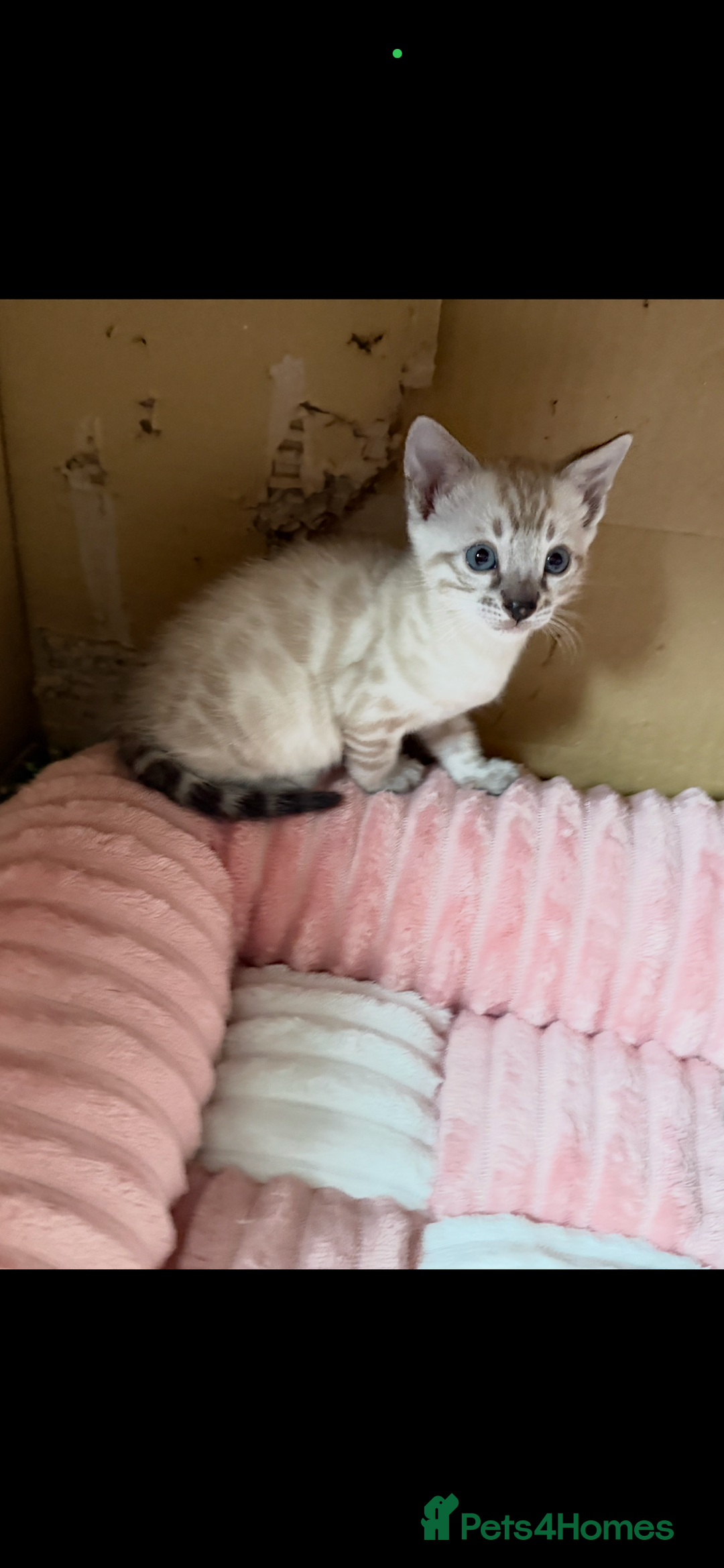 Bengal cats for sale: 🩶 BENGAL 🔥 KITTENS 🤍 TICA REGISTERED  - Advert 4