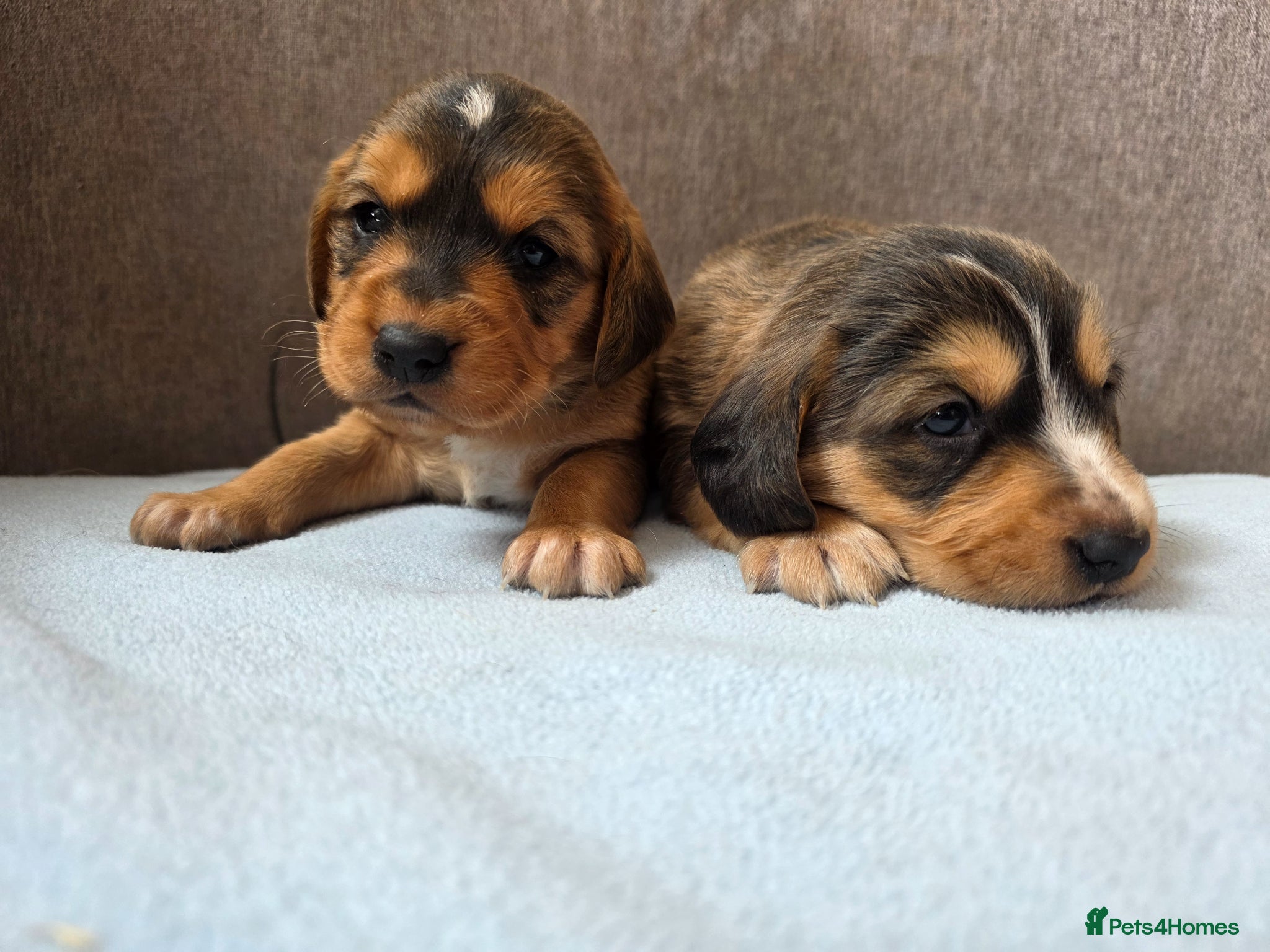 Cockerdor dogs Beautiful Cockador Sable Puppies Ready 22nd of May - Advert 4