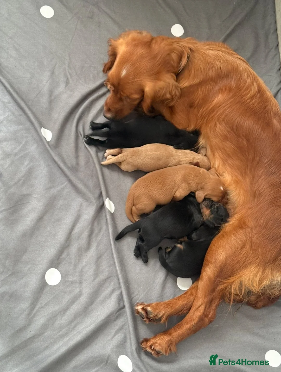 Cocker Spaniel dogs for sale: Cocker Spaniel Puppies READY NOW - Advert 2
