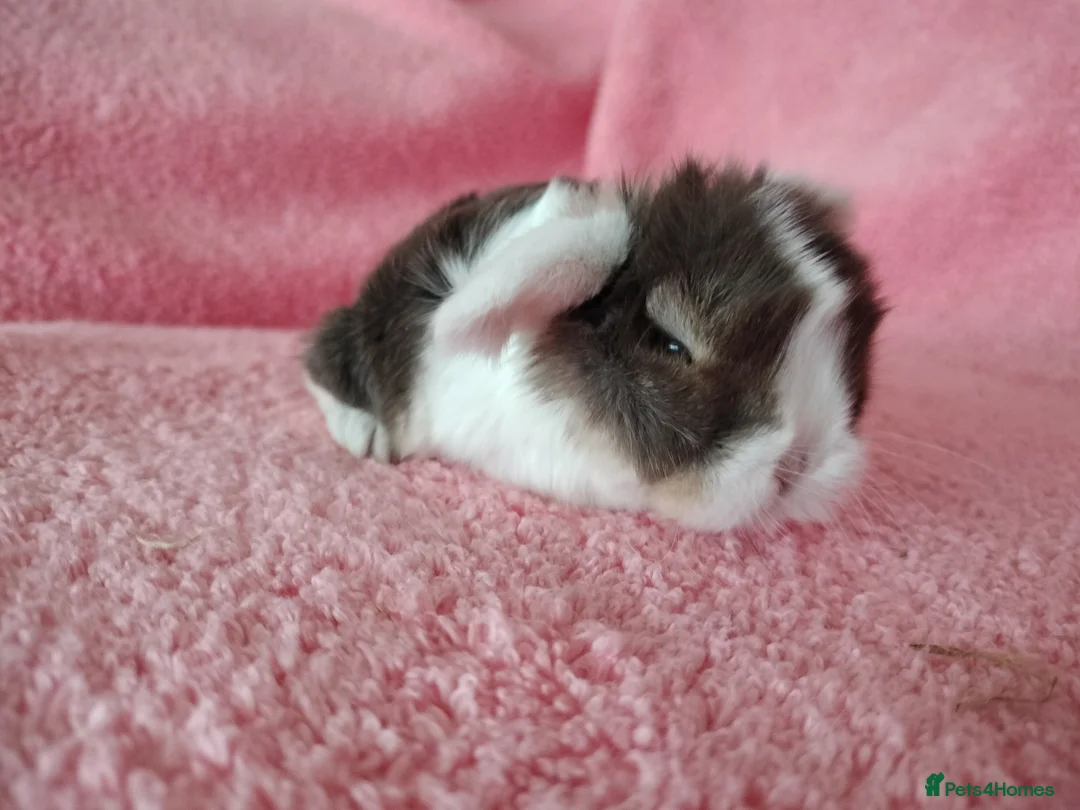 Mini Lop rabbits for sale: Baby mini lops for sale  - Advert 10