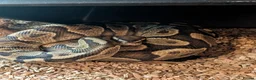 Python Snake reptiles for sale: Python  - Advert 3