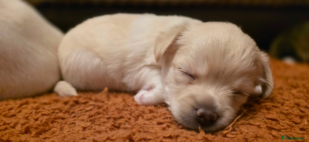Pomchi dogs for sale: Amazing little Pomchi Pups - Image 6