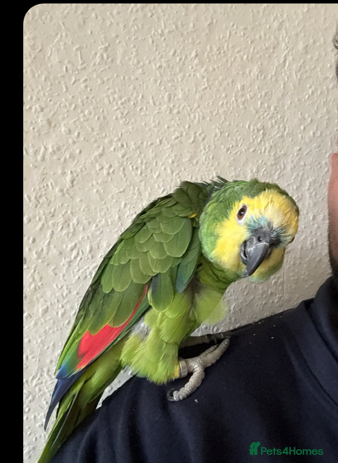 Cockatiels birds for sale: Blue Font Amazon Parrot - Image 1