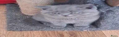 British Shorthair Kitten 1