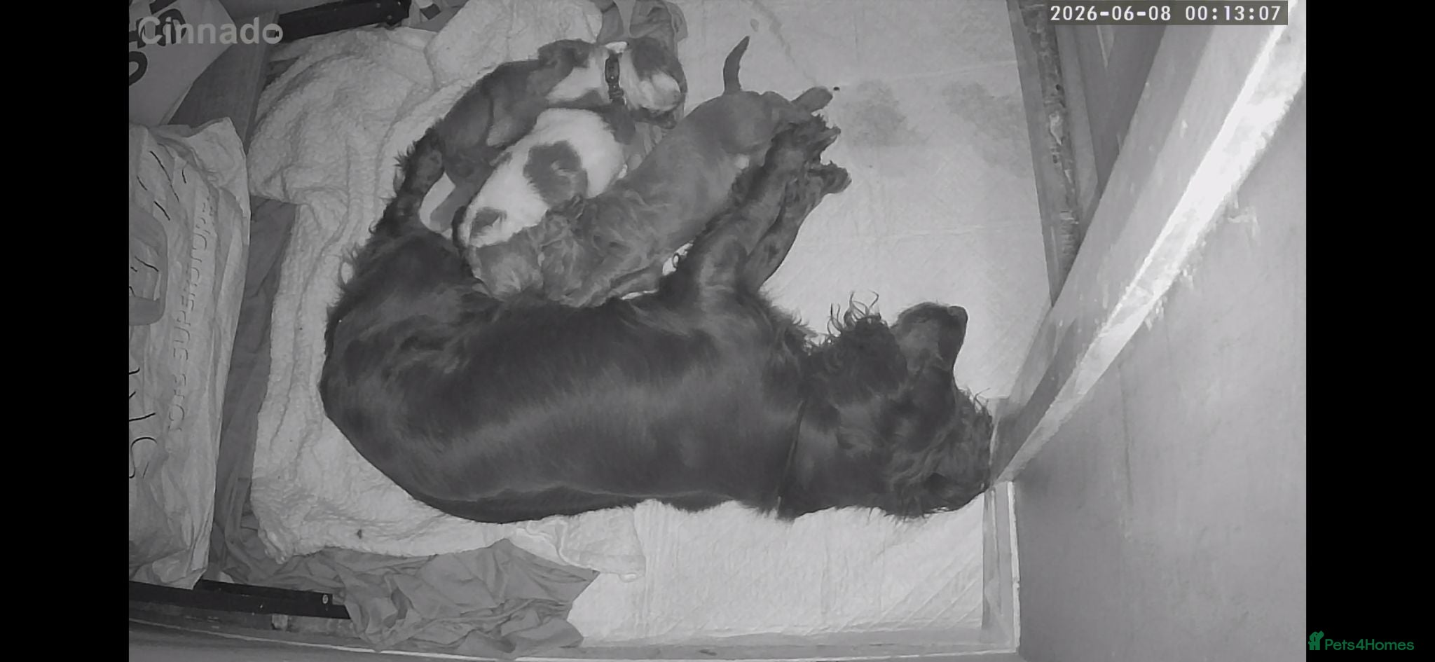 Sprocker dogs Last little boy - Advert 1
