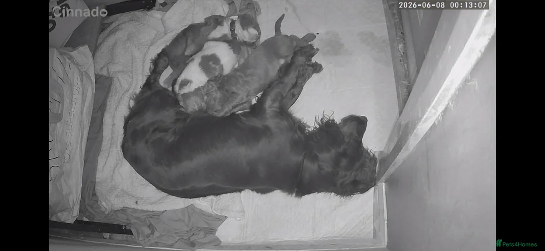 Sprocker dogs for sale: Last little boy in Bradford - Advert 1