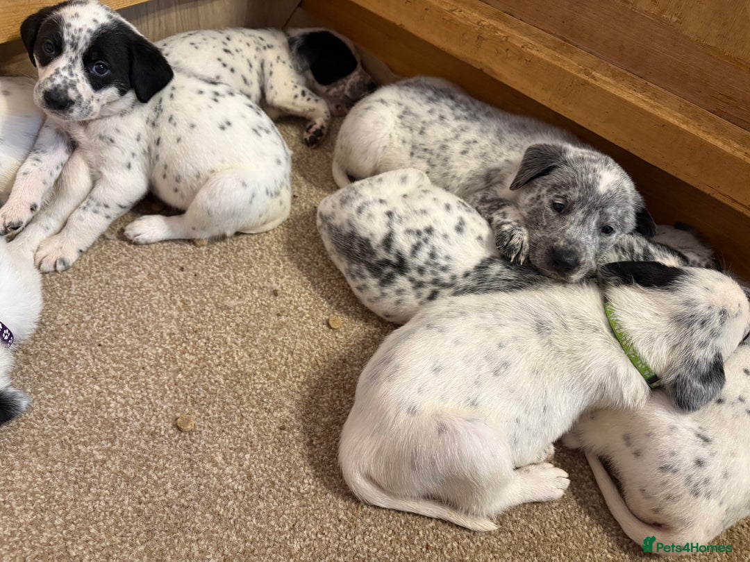 Mixed Breed dogs for sale: Pyrematian puppies - Advert 10