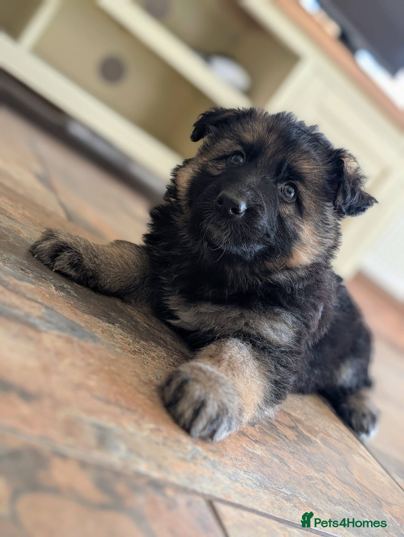 German Shepherd dogs KC Registered German Shepherd Puppies 🐾  - Advert 10