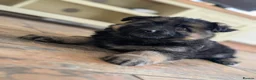 German Shepherd dogs for sale: KC Registered German Shepherd Puppies 🐾  - Advert 10