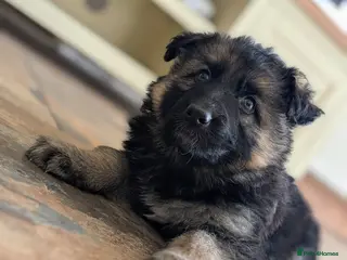 German Shepherd dogs KC Registered German Shepherd Puppies 🐾 - Advert 4