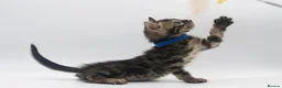 Bengal cats for sale: Beautiful Brown Bengal Boys - TICA Registered - Advert 14