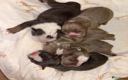 English Bulldog dogs for sale: BRITISH BULLDOG MALE/FEMALE - Image 14