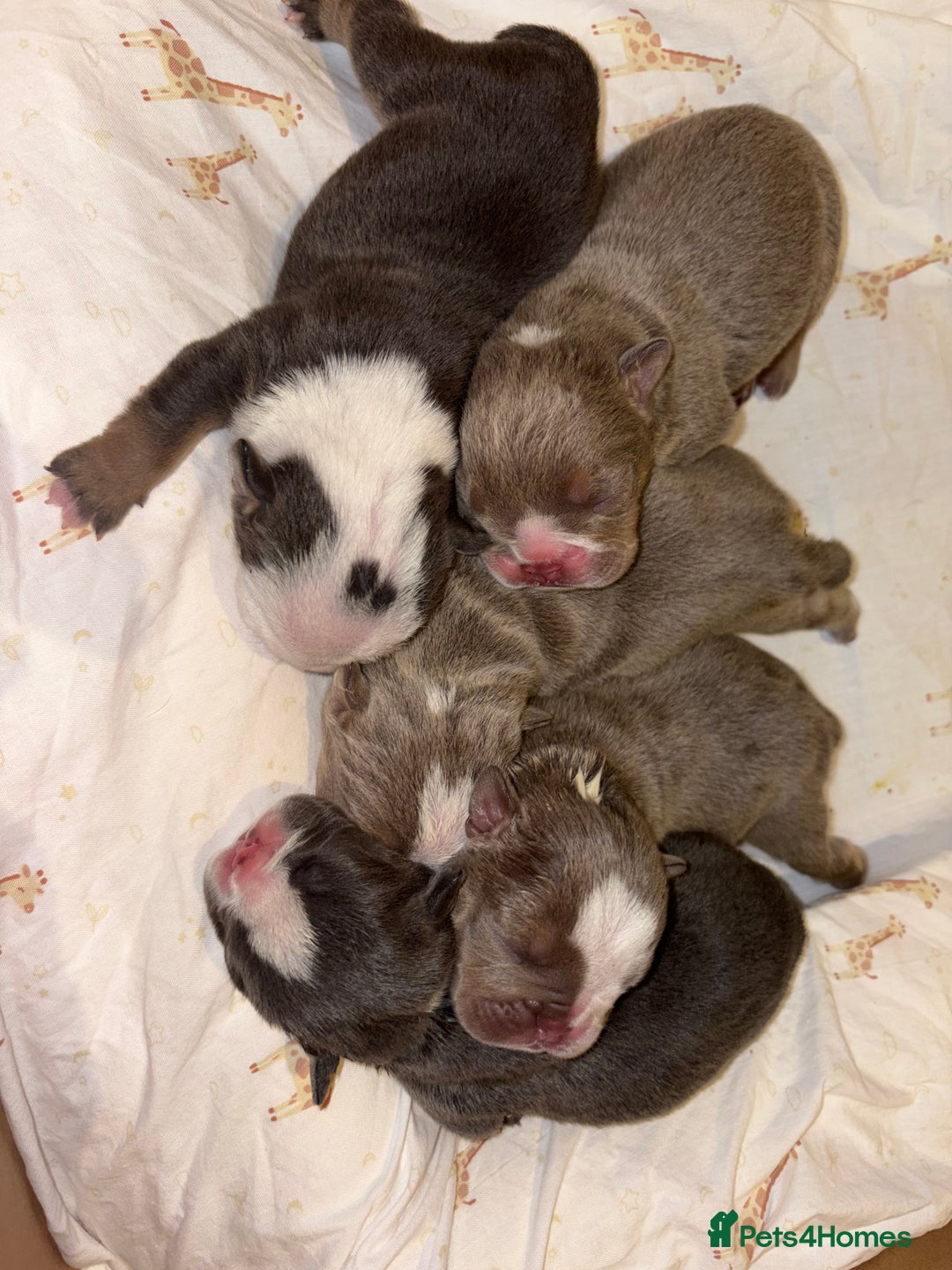 English Bulldog dogs for sale: BRITISH BULLDOG MALE/FEMALE - Image 14