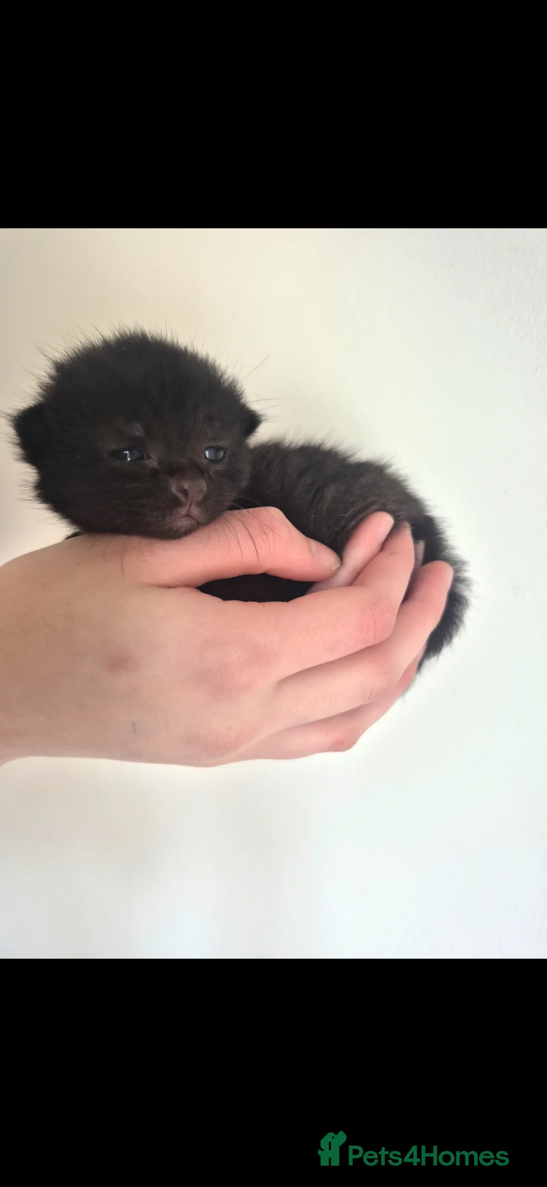 Domestic Shorthair cats for sale: 4 Black and Grey Kittens - Advert 6