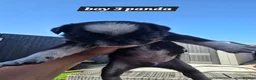 Pug dogs for sale: 5 Georgous Pug puppies  - Advert 6