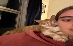 British Shorthair cats for sale: Ginger tabby cat - Image 7