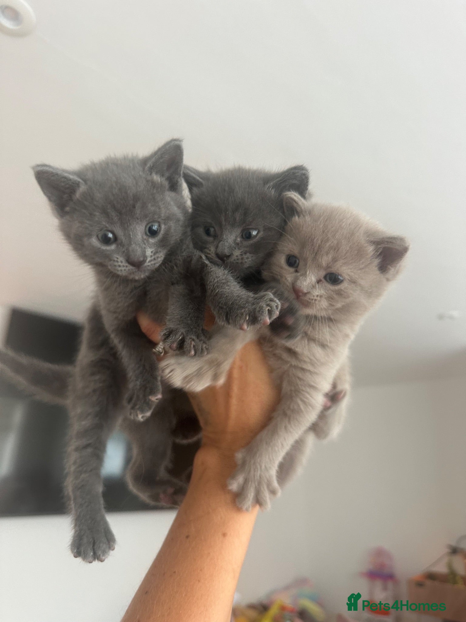 British Shorthair cats Baby British blue kittens 3 male 1 female  - Advert 1