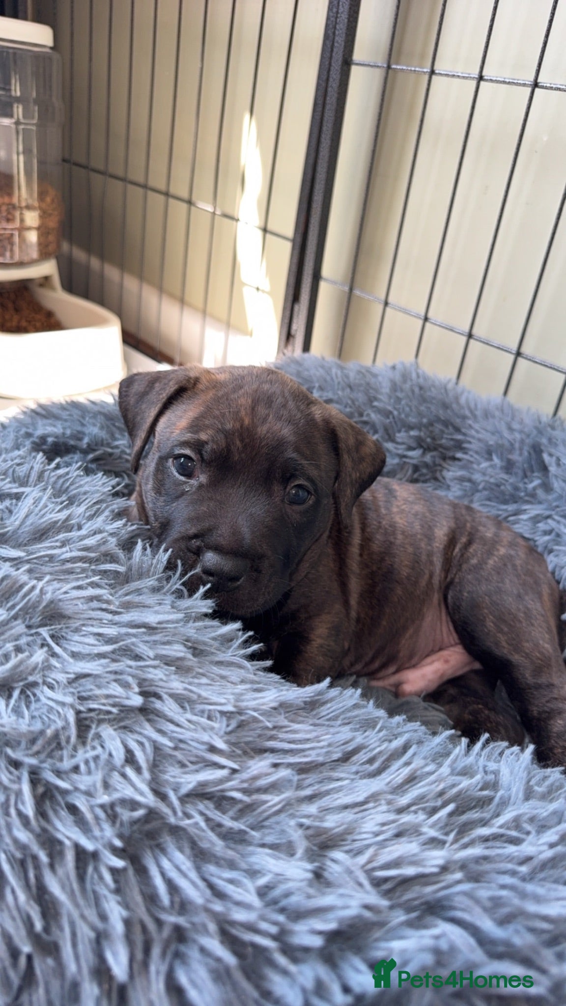 Presa Canario dogs Presa canario pups  - Advert 7