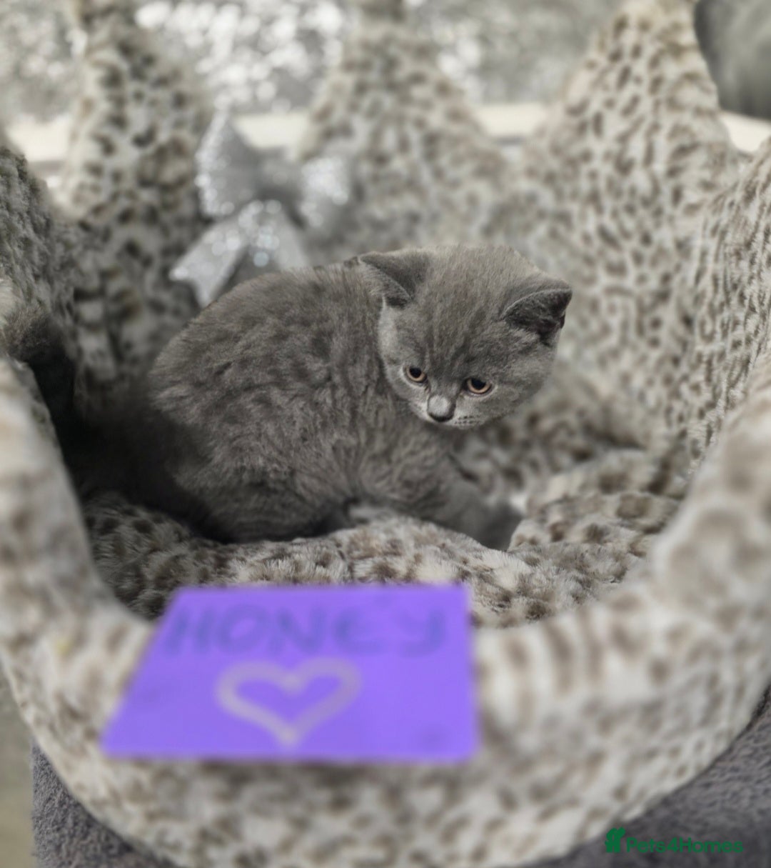 British Shorthair cats for sale: 🩷💜Beautiful British shorthair kittens 💜🩷 - Advert 34