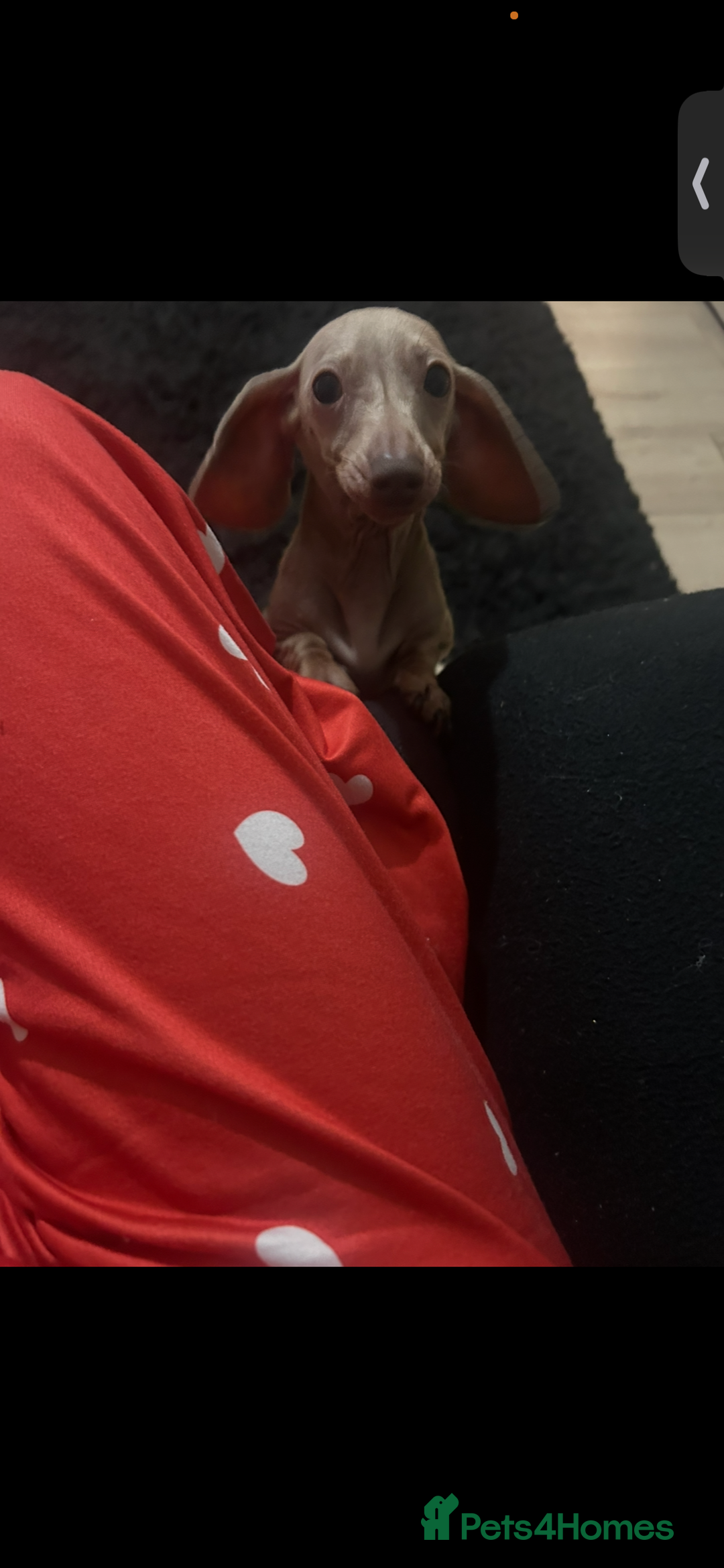 Dachshund dogs for sale: Miniature lilac  dachshund - Advert 4