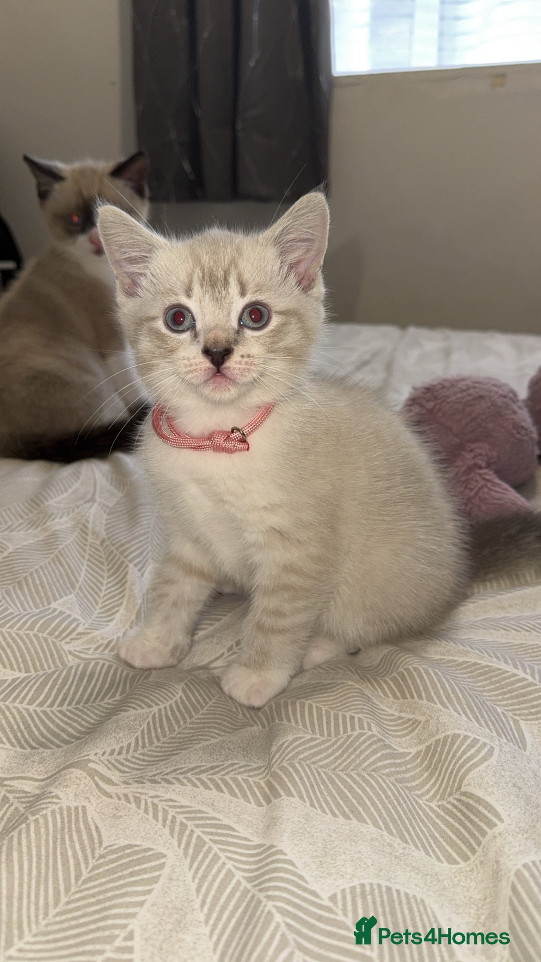 Mixed Breed cats for sale: Beautiful mix breed kittens - Image 35