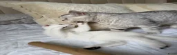 Scottish Fold cats for sale: Silver chinchilla Scottish folds  - Advert 9