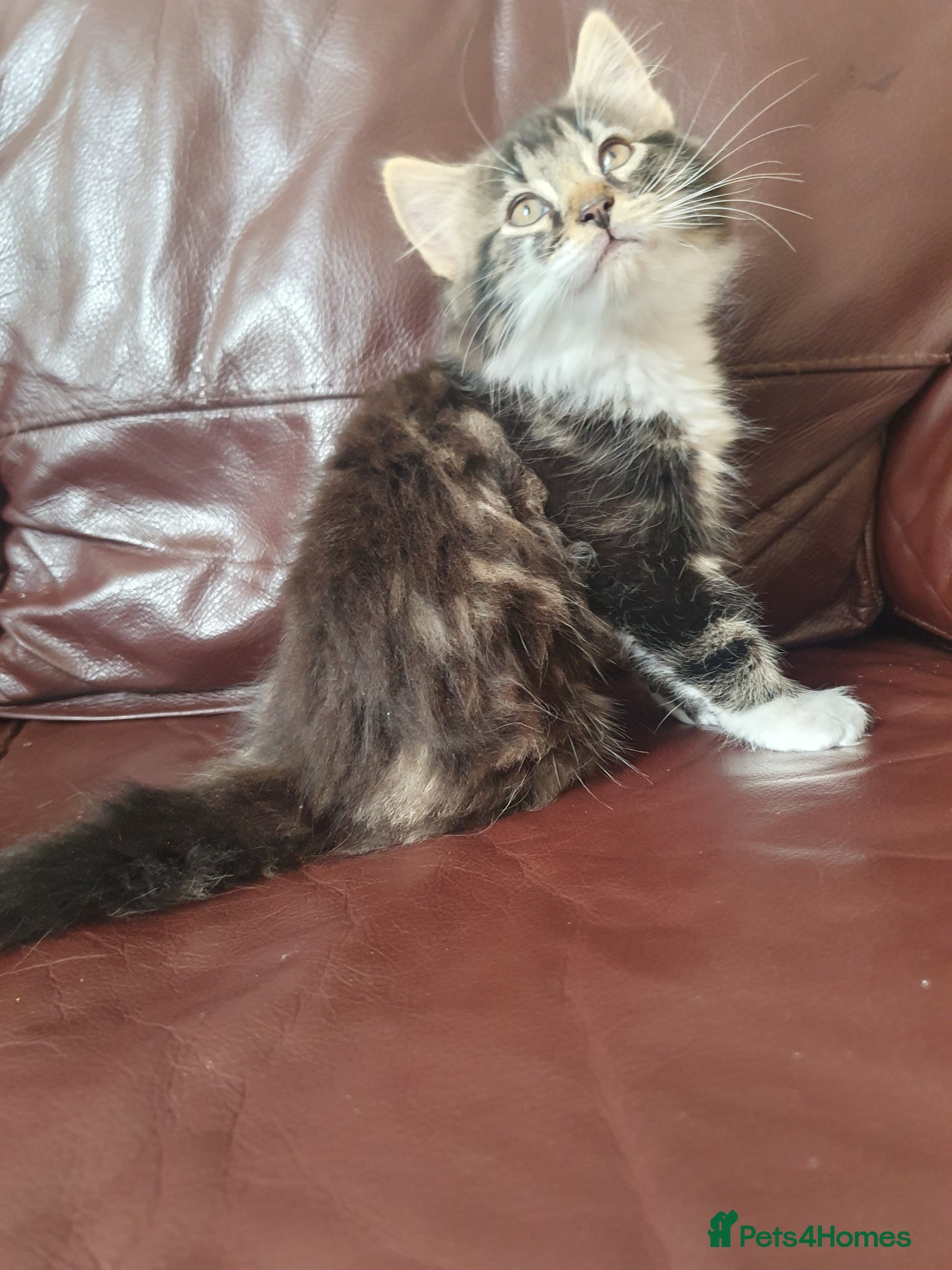 Mixed Breed cats for sale: Beautiful Mix Breed - Advert 3