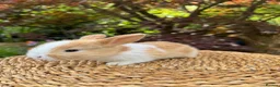 Mini Lop rabbits for sale: Friendly Harlequin Mini Lop Bunnies - Advert 5