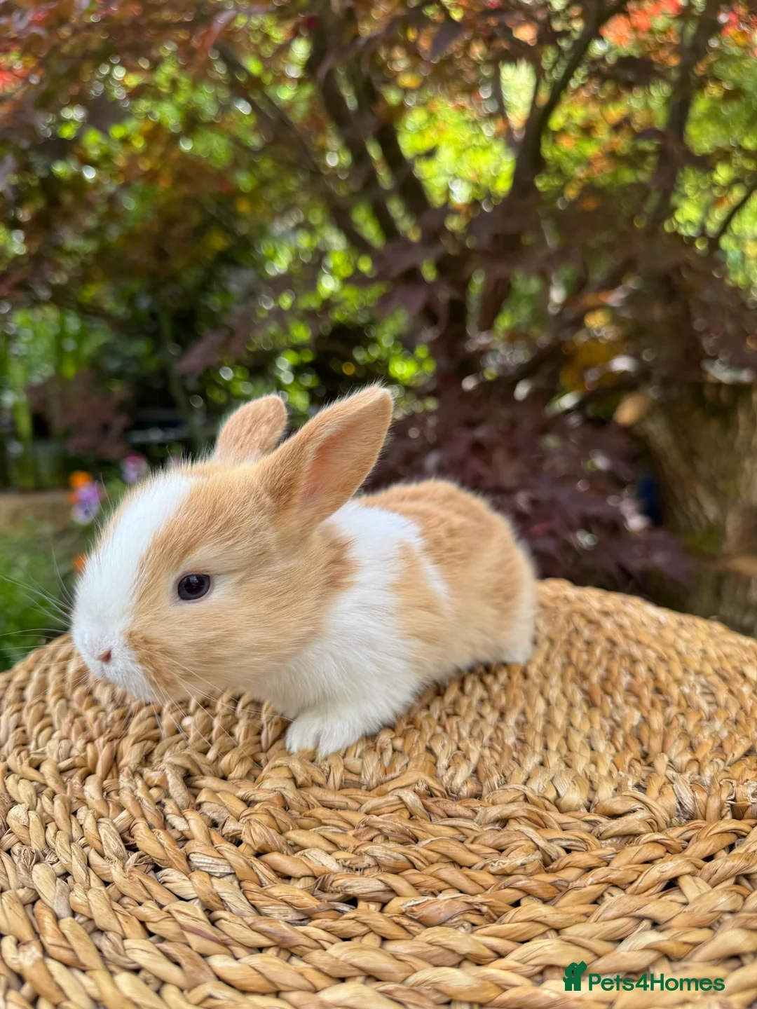 Mini Lop rabbits for sale: Friendly Harlequin Mini Lop Bunnies - Advert 5