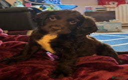 Sprocker dogs for sale: Sprocker Puppies - Image 12