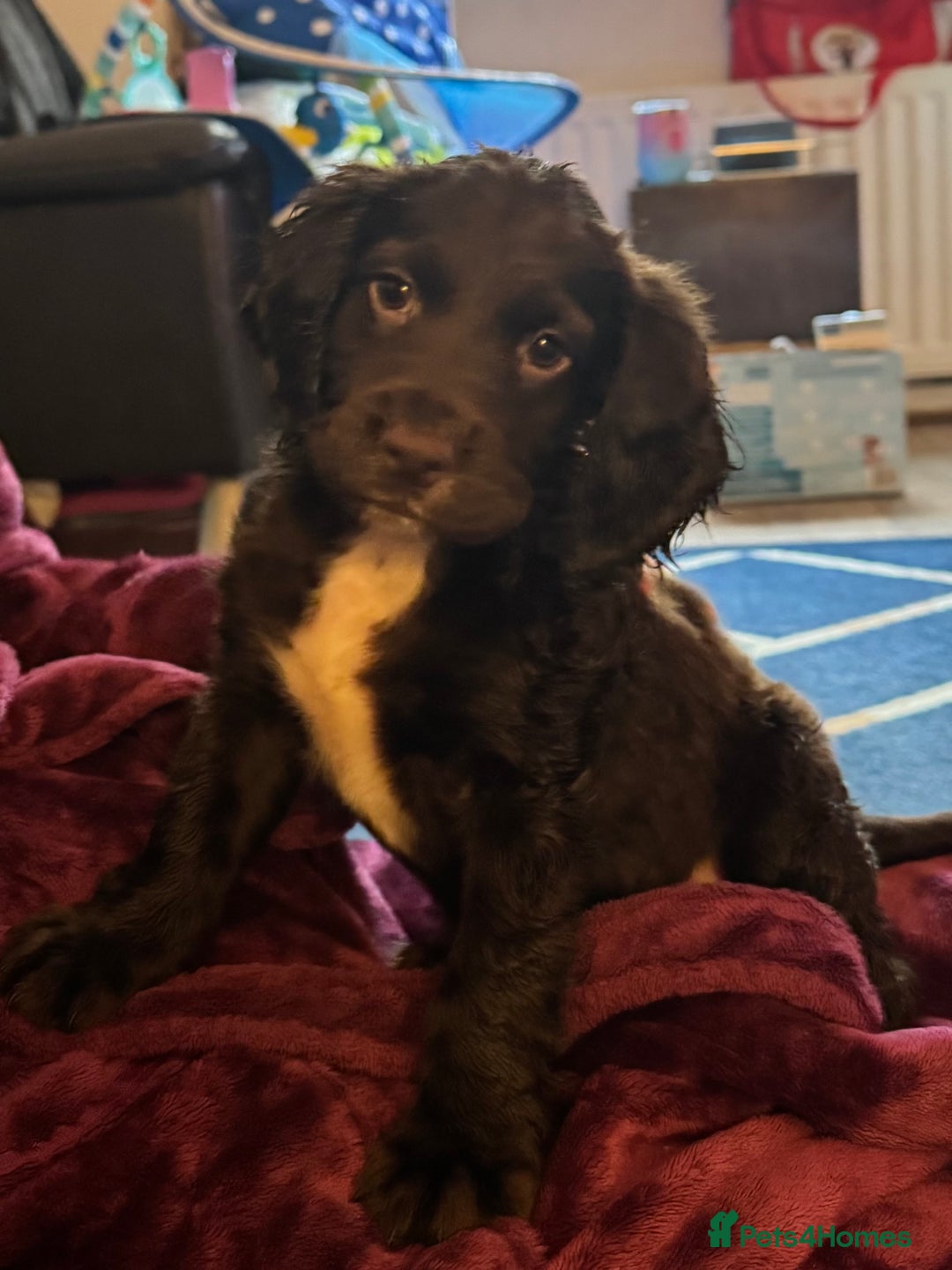 Sprocker dogs for sale: Sprocker Puppies - Image 12