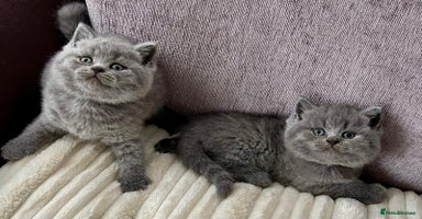 British Shorthair cats - Advert 15