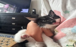 Mixed Breed cats for sale: Beautiful kittens  - Image 7