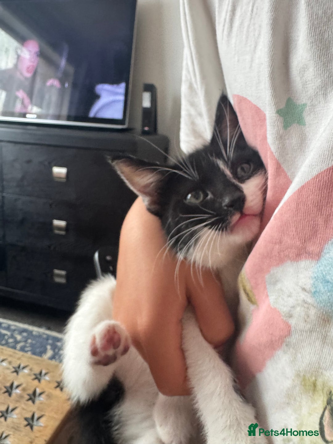 Mixed Breed cats for sale: Beautiful kittens  - Image 7