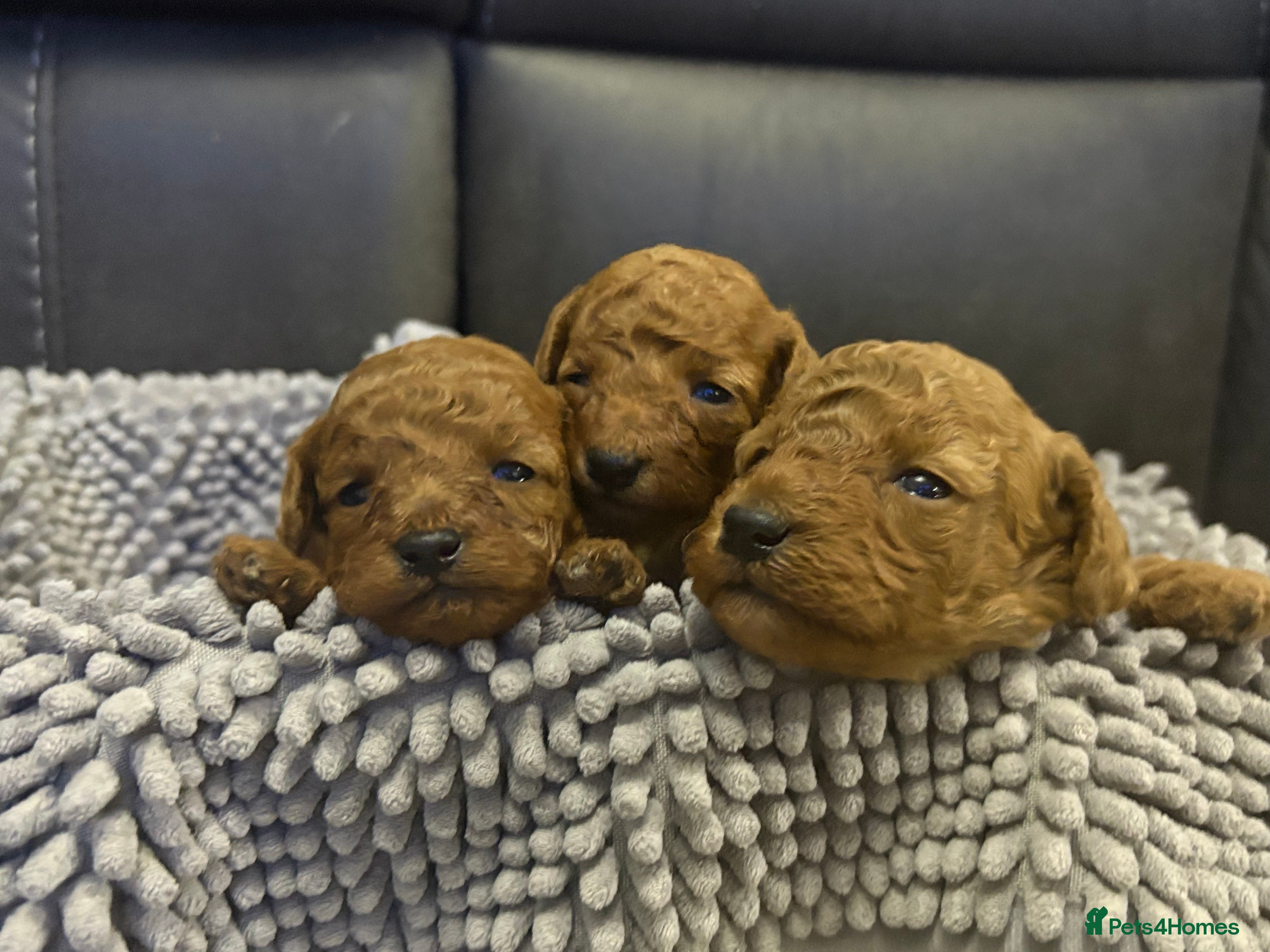 Cavapoo dogs Cavapoo x toy poodle puppies - Advert 4