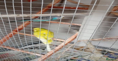 Budgerigars birds - Advert 13