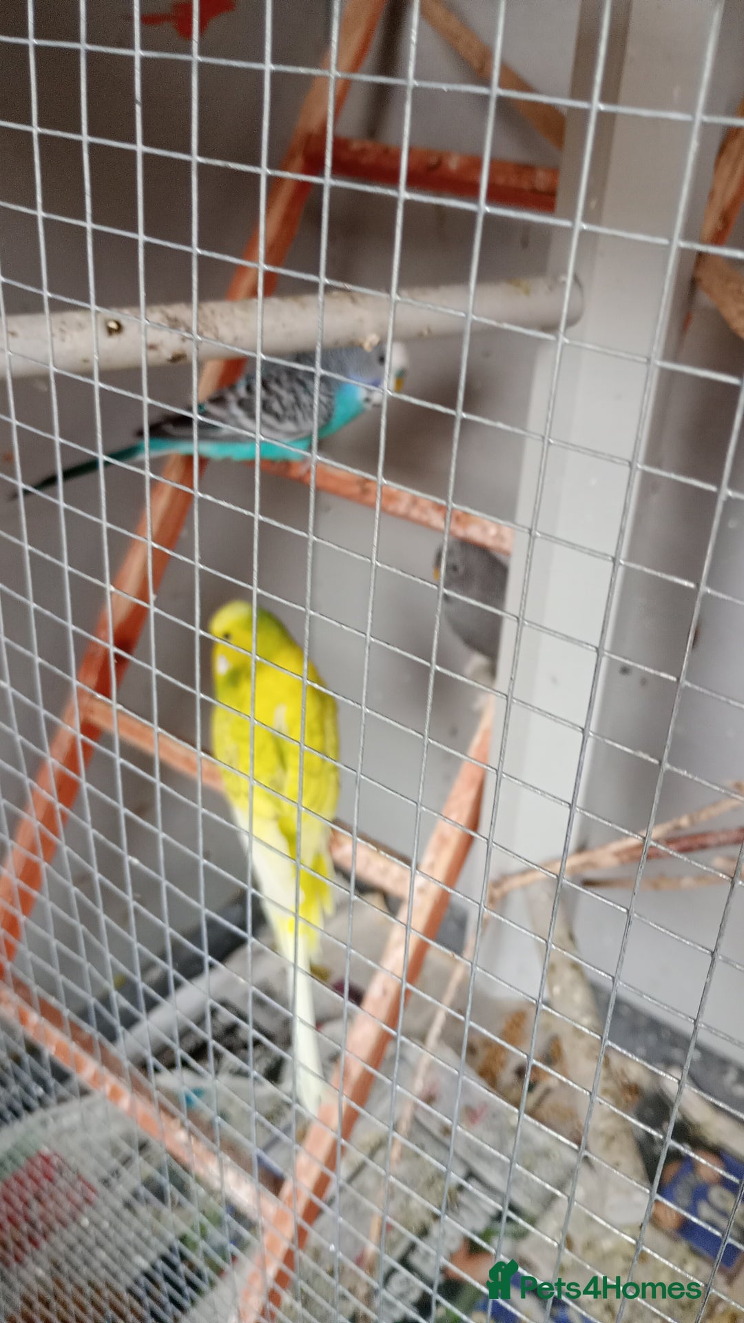 Budgerigars birds for sale: Exhibition Budgies. - Image 2