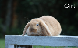 Mini Lop rabbits for sale: Two gorgeous, friendly mini lop rabbits, ready now - Image 6