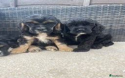 Cocker Spaniel dogs for sale: Adorable American Cocker Spaniels Pups  - Image 5