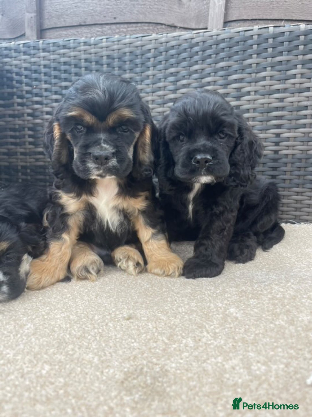 Cocker Spaniel dogs for sale: Adorable American Cocker Spaniels Pups  - Image 5