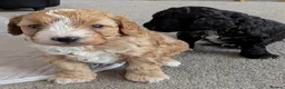 Mixed Breed dogs for sale: Adorable Cavapoo/Cockapoo Puppies - Advert 10