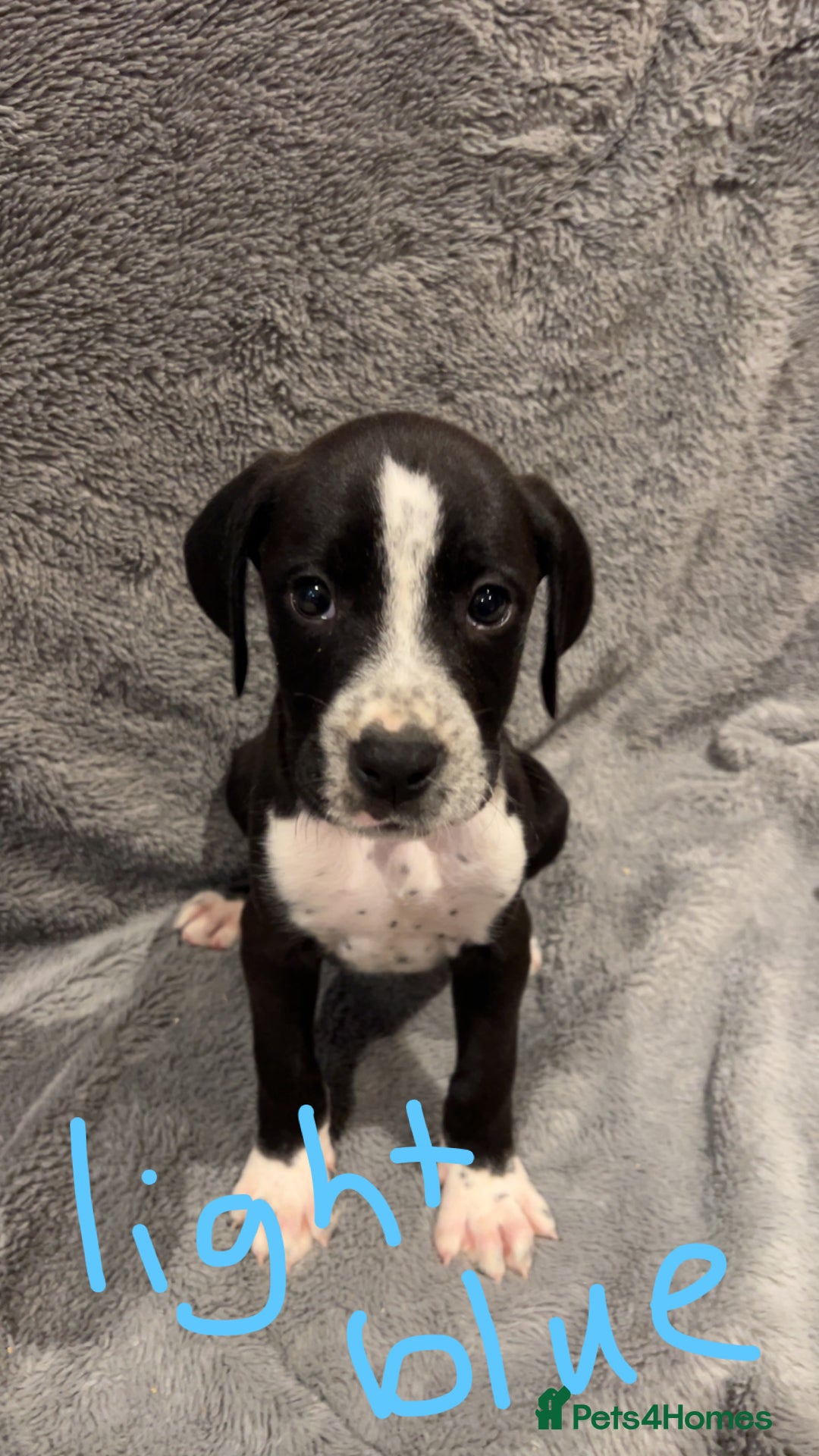 Mixed Breed dogs for sale: Dalmatianxboxer puppies  - Image 26
