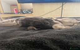 Mixed Breed dogs for sale: Rex! The 7 month old medium sized mixed breed - Advert 2