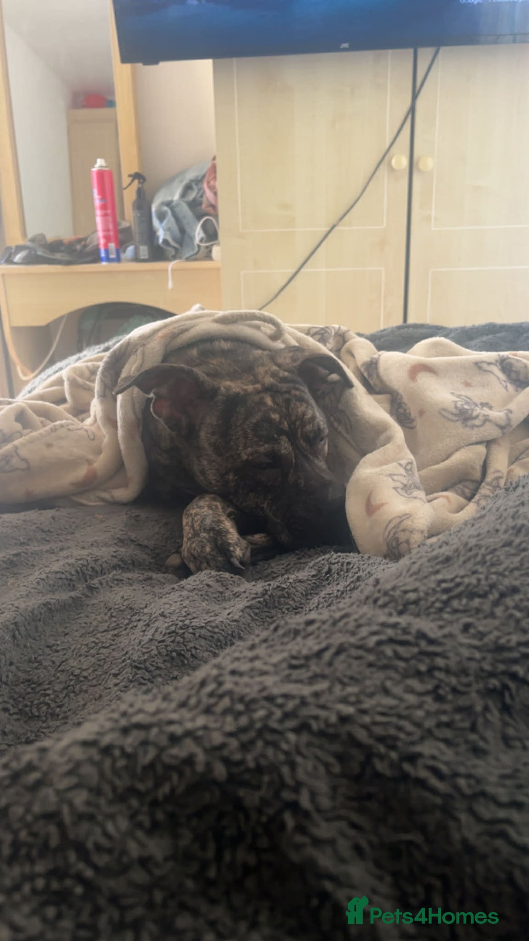 Mixed Breed dogs for sale: Rex! The 7 month old medium sized mixed breed - Advert 2