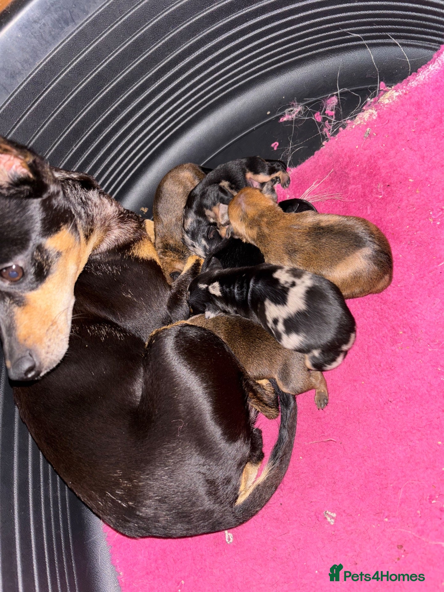 Miniature Pinscher dogs Stunning Rare Merle miniature pincher puppy’s - Advert 1