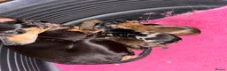 Miniature Pinscher dogs for sale: 2 Merle miniature pincher puppy’s left 💙💙 - Advert 5