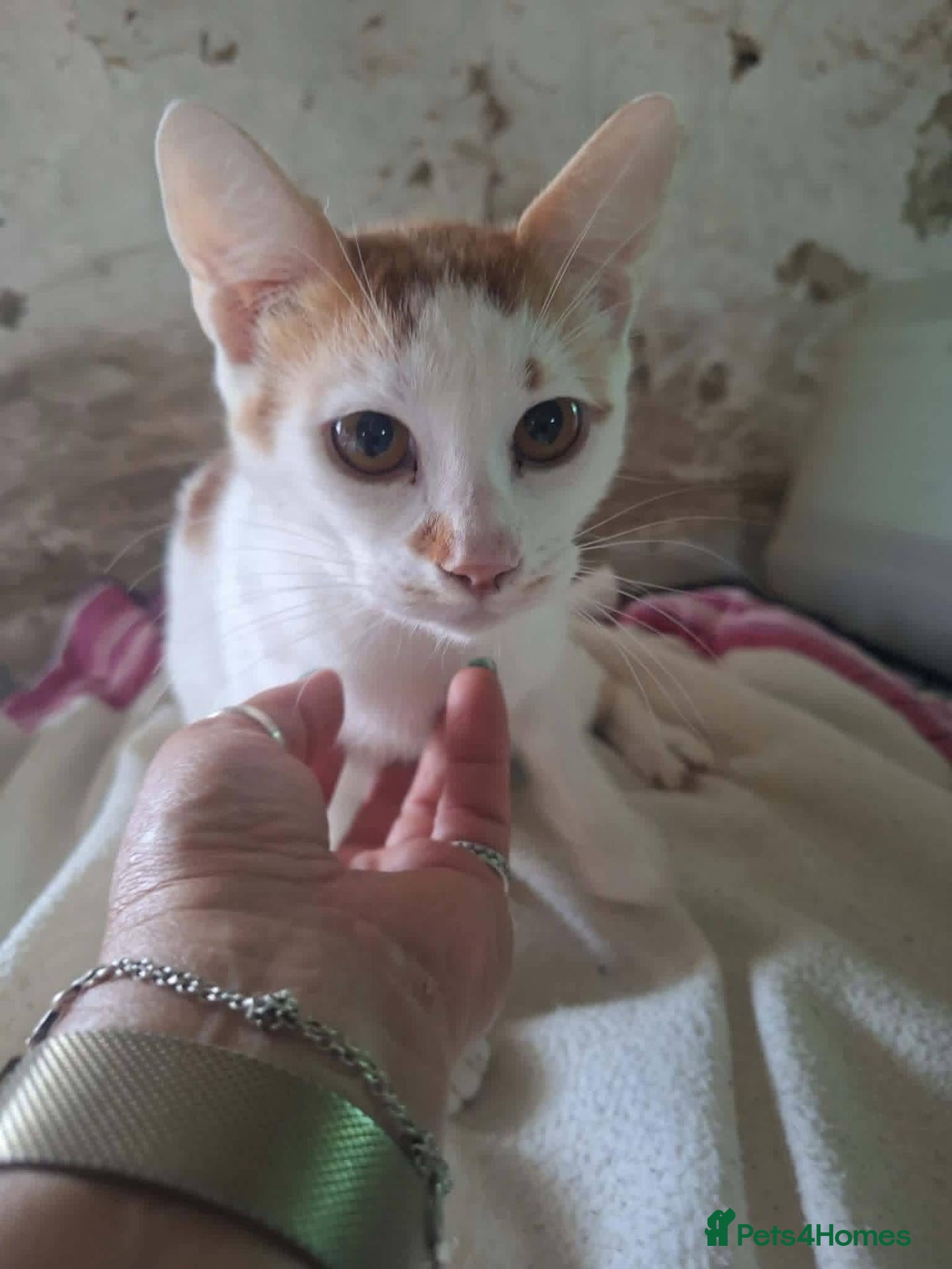 Mixed Breed cats Nacho for adoption - Advert 1