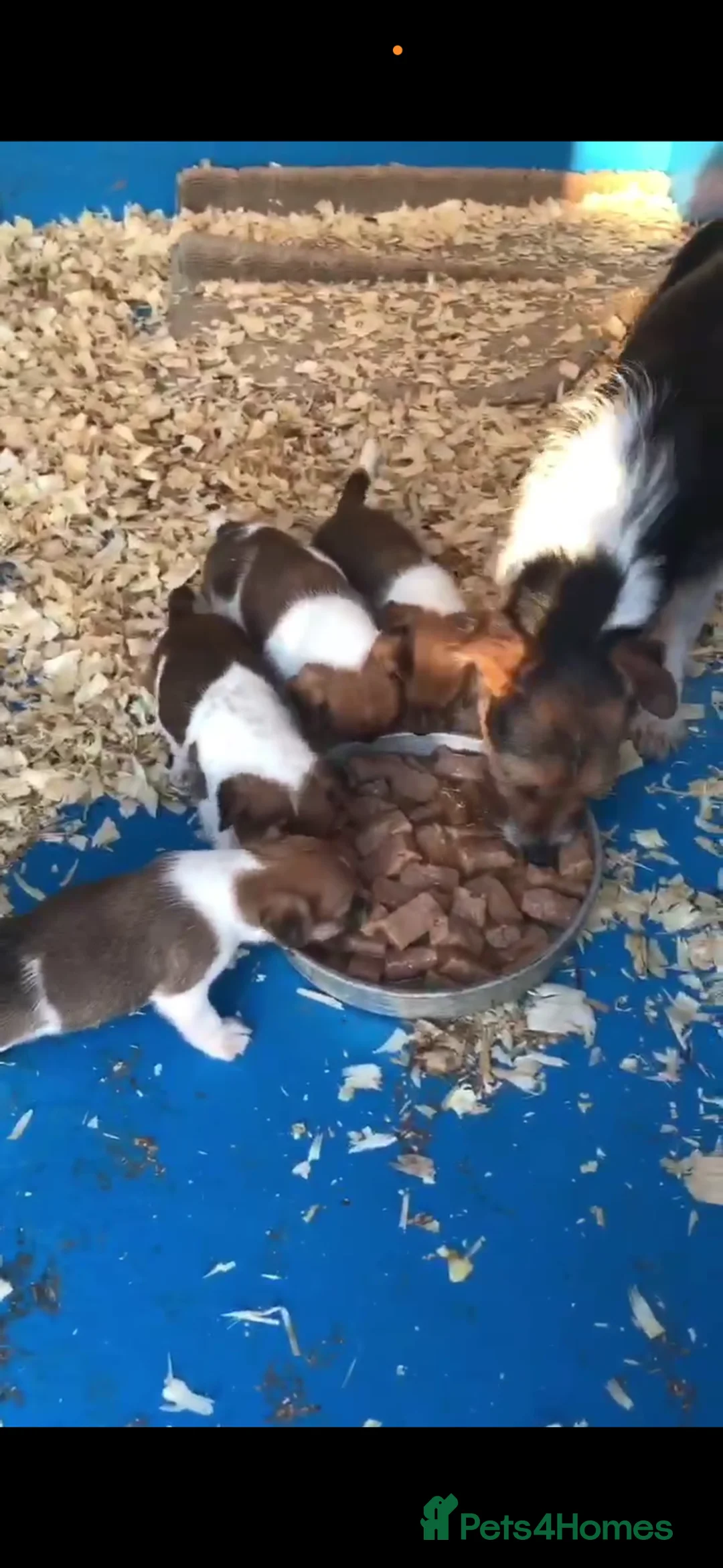 Jack Russell dogs for sale: Jack russel puppy 8 weeks old  - Advert 5