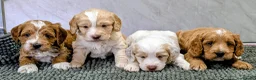 Cockapoo dogs for sale: Licensed breeder health tested F1 cockapoos in Rugby - Advert 1